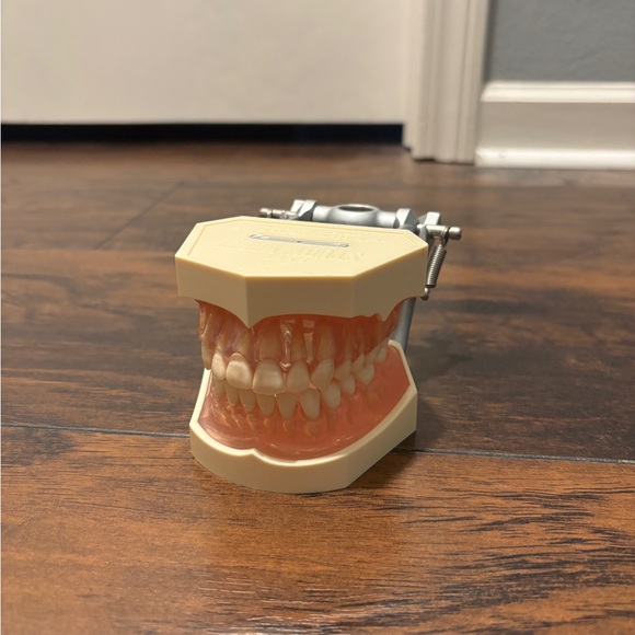 Typodont Dental Study Model with removable teeth and transparent pink gums - Picture 1 of 7